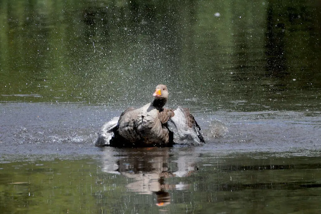 Greylag-Goose 20