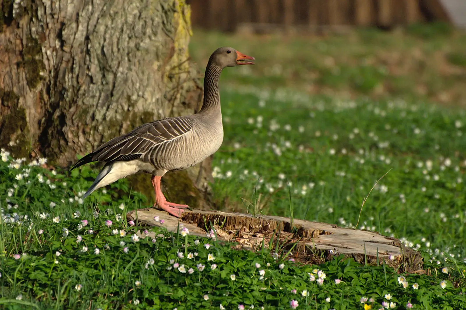 Greylag-Goose 21