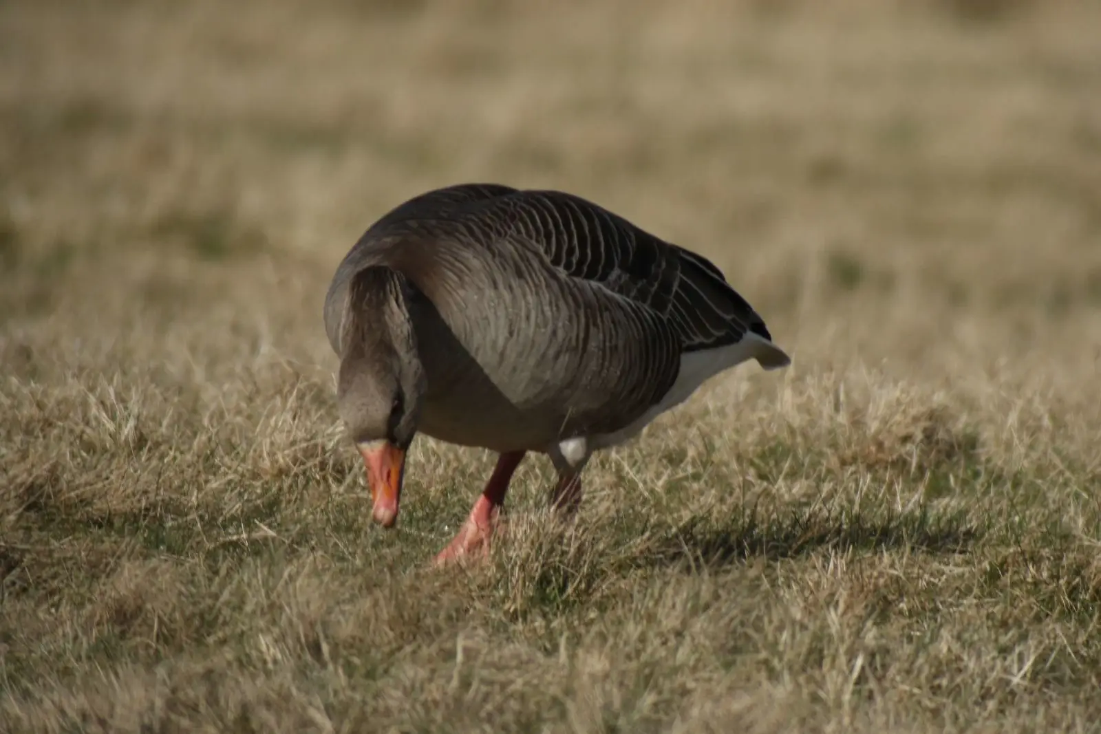 Greylag-Goose 22