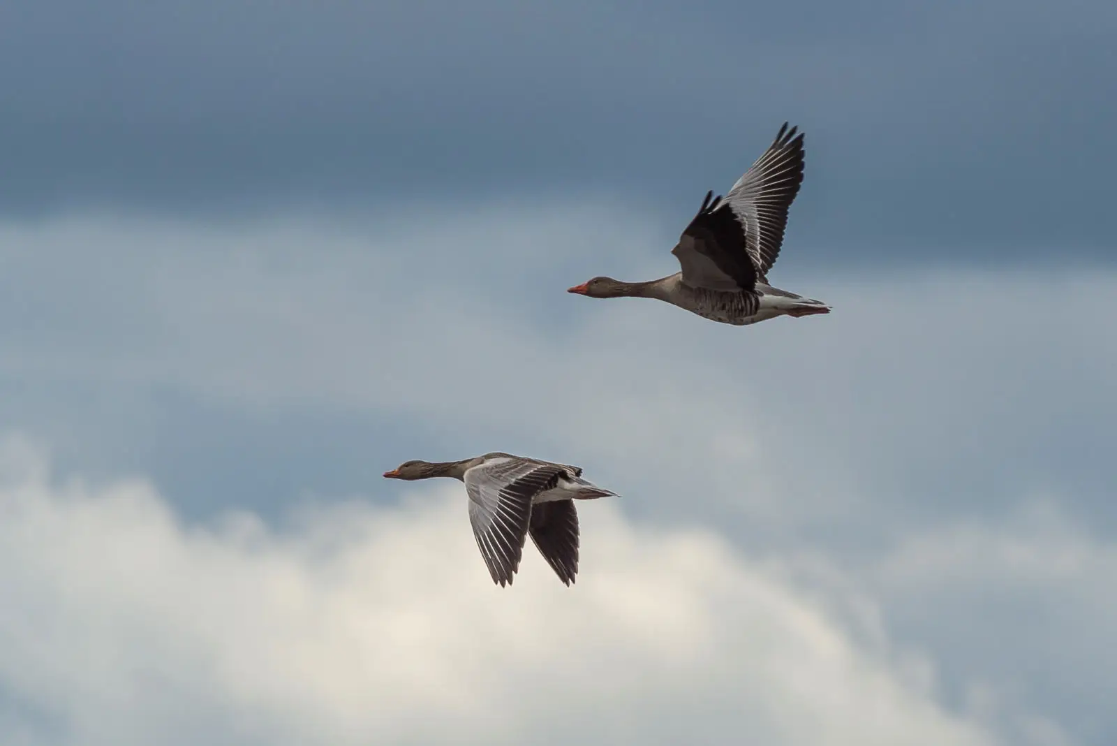 Greylag-Goose 23