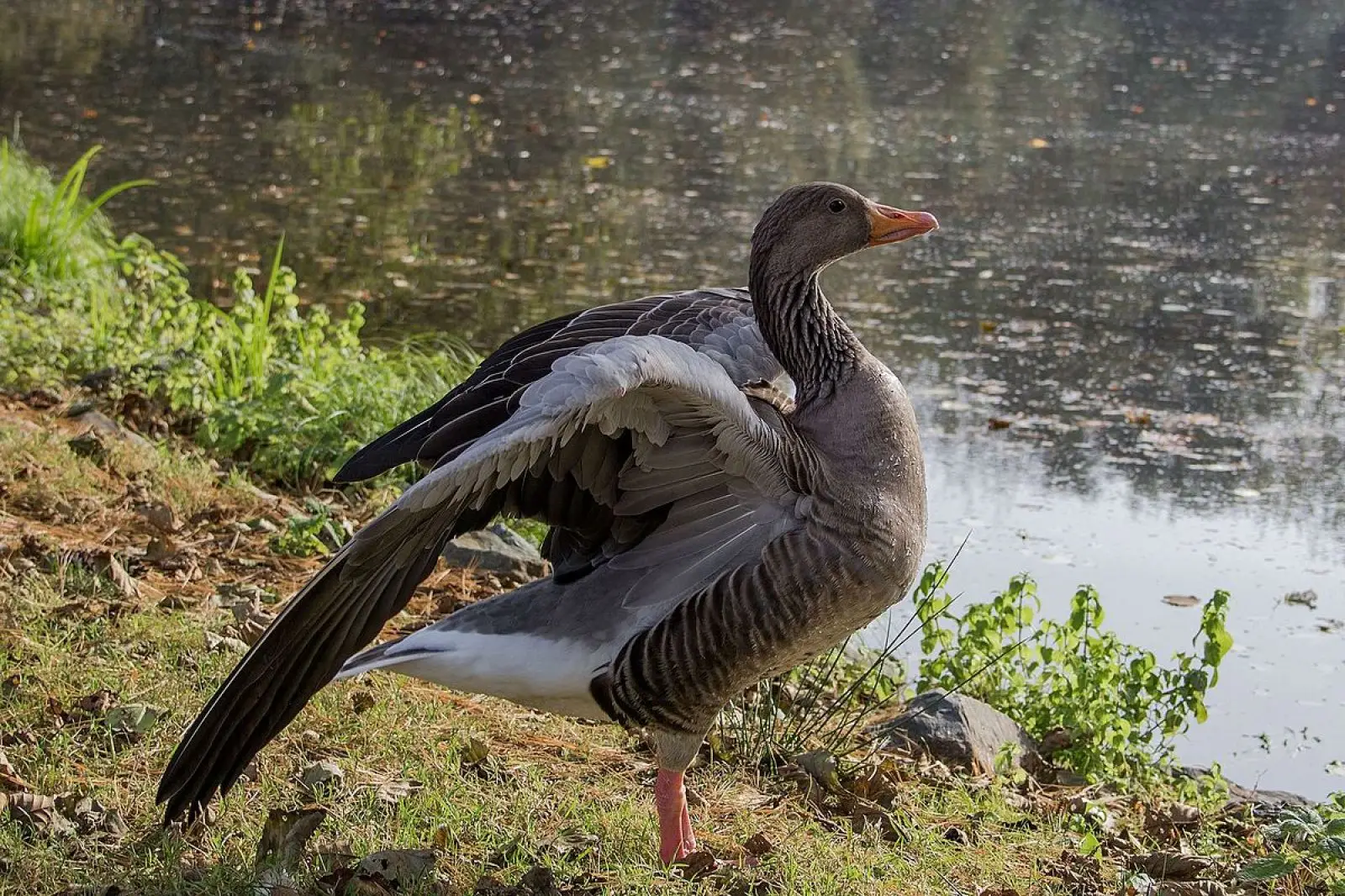 Greylag-Goose 24