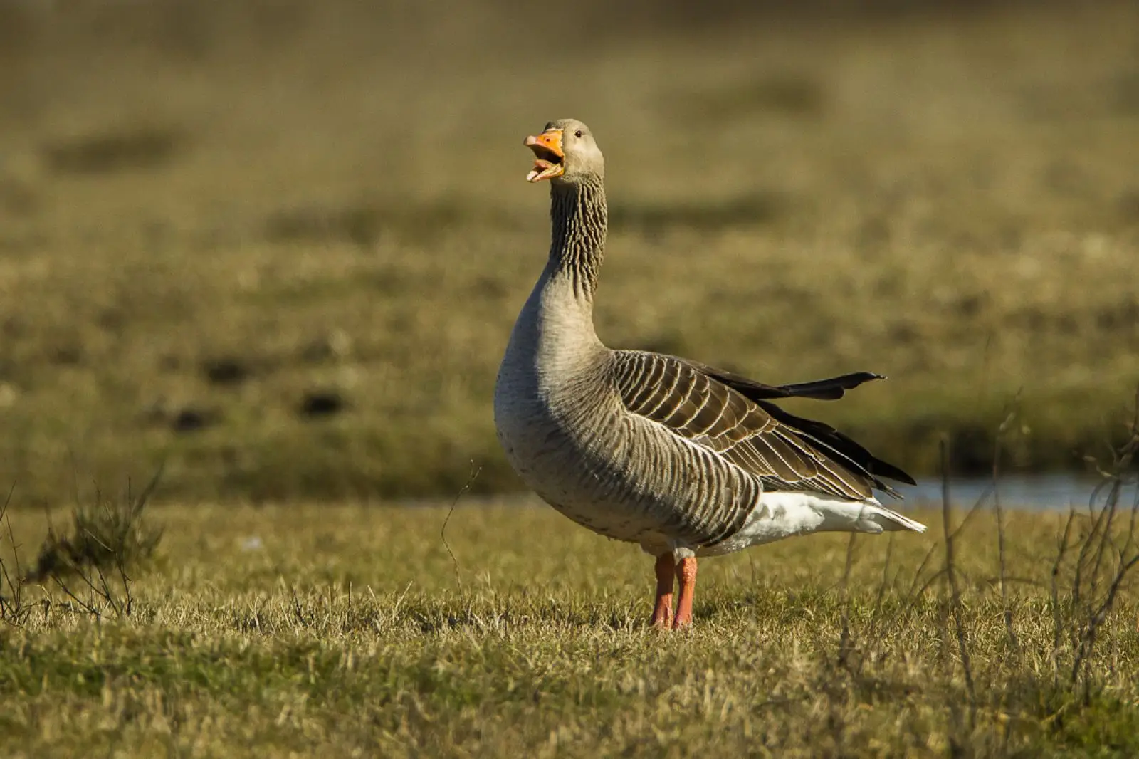 Greylag-Goose 25