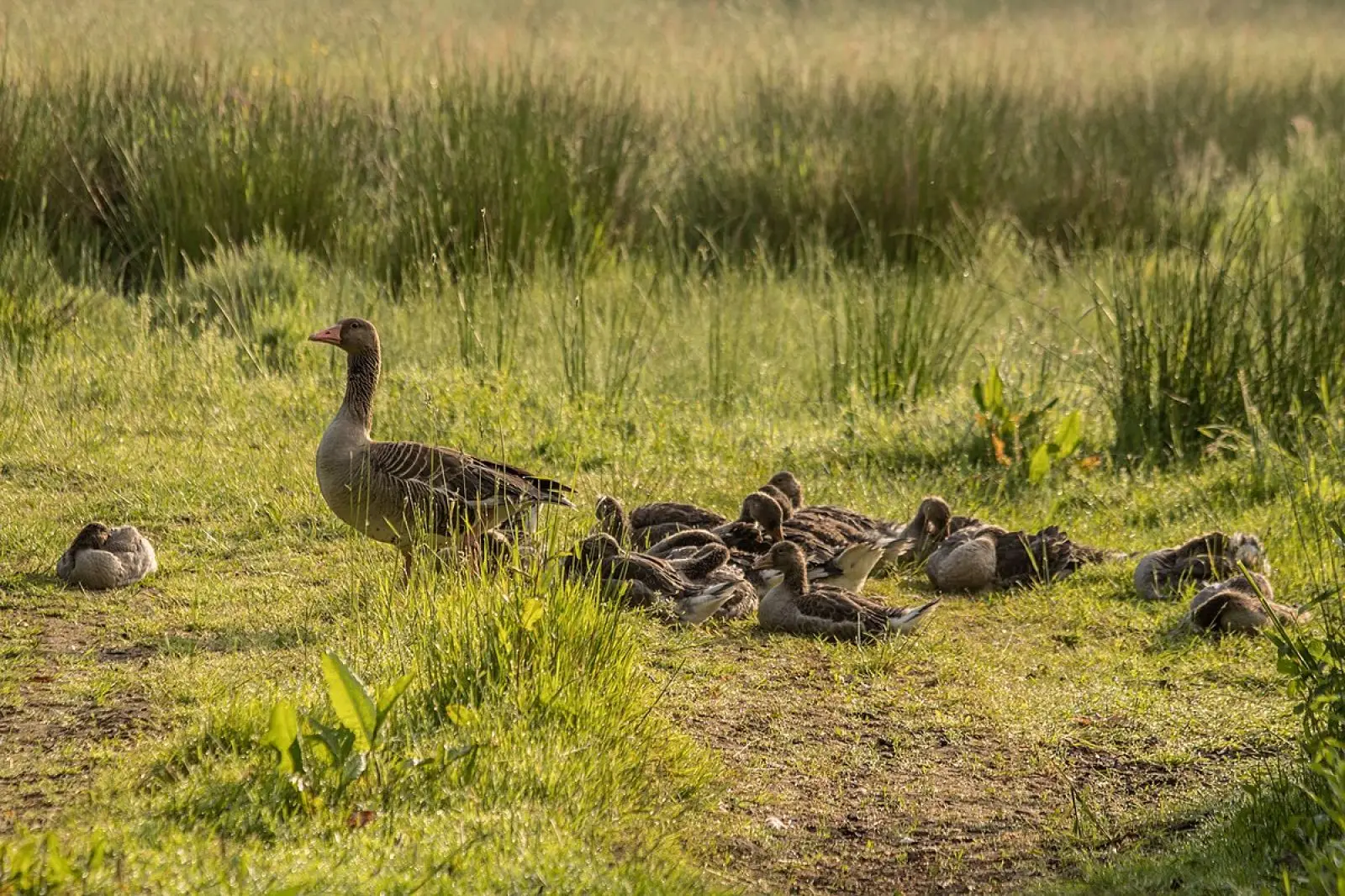 Greylag-Goose 26