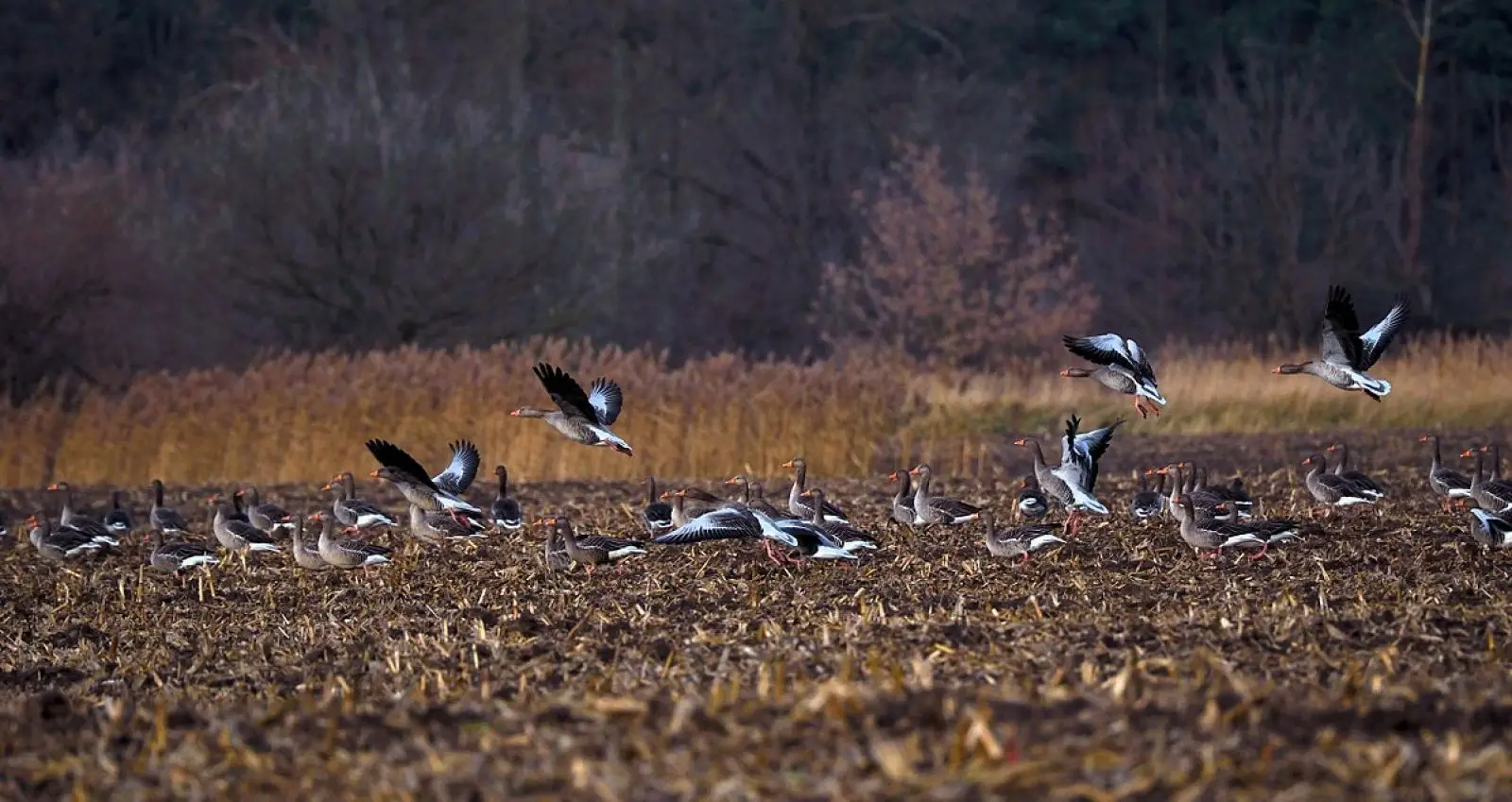 Greylag-Goose 27