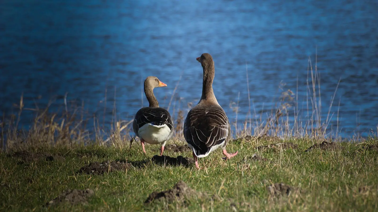 Greylag-Goose 28