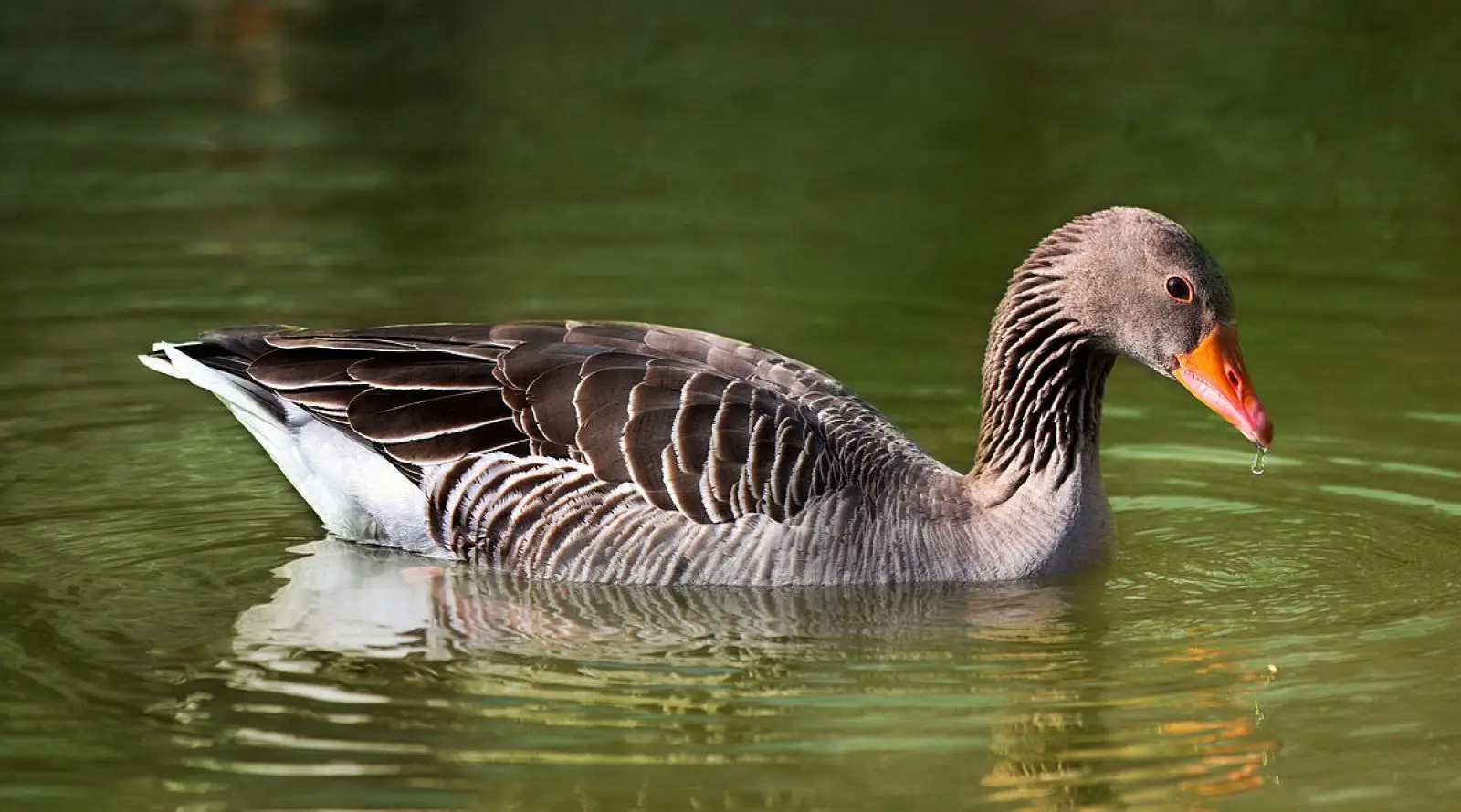 Greylag-Goose 29