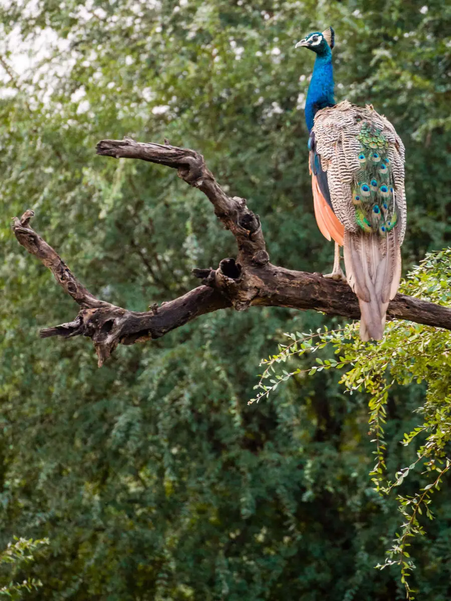 Indian-Peafowl 01