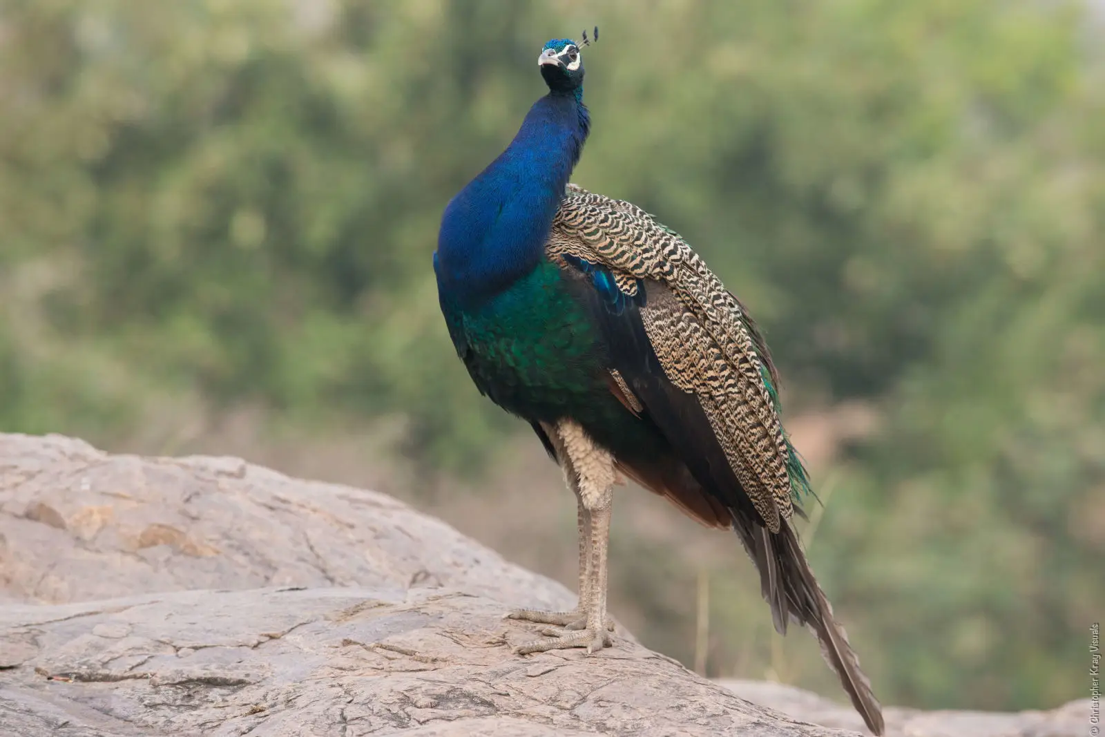 Indian-Peafowl 02