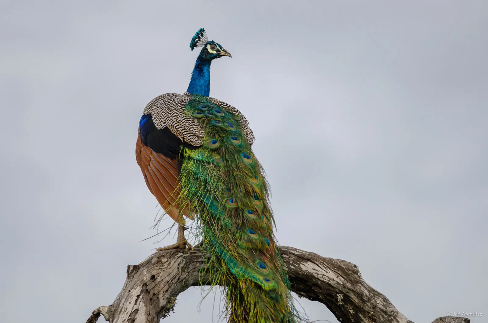 Indian-Peafowl 03