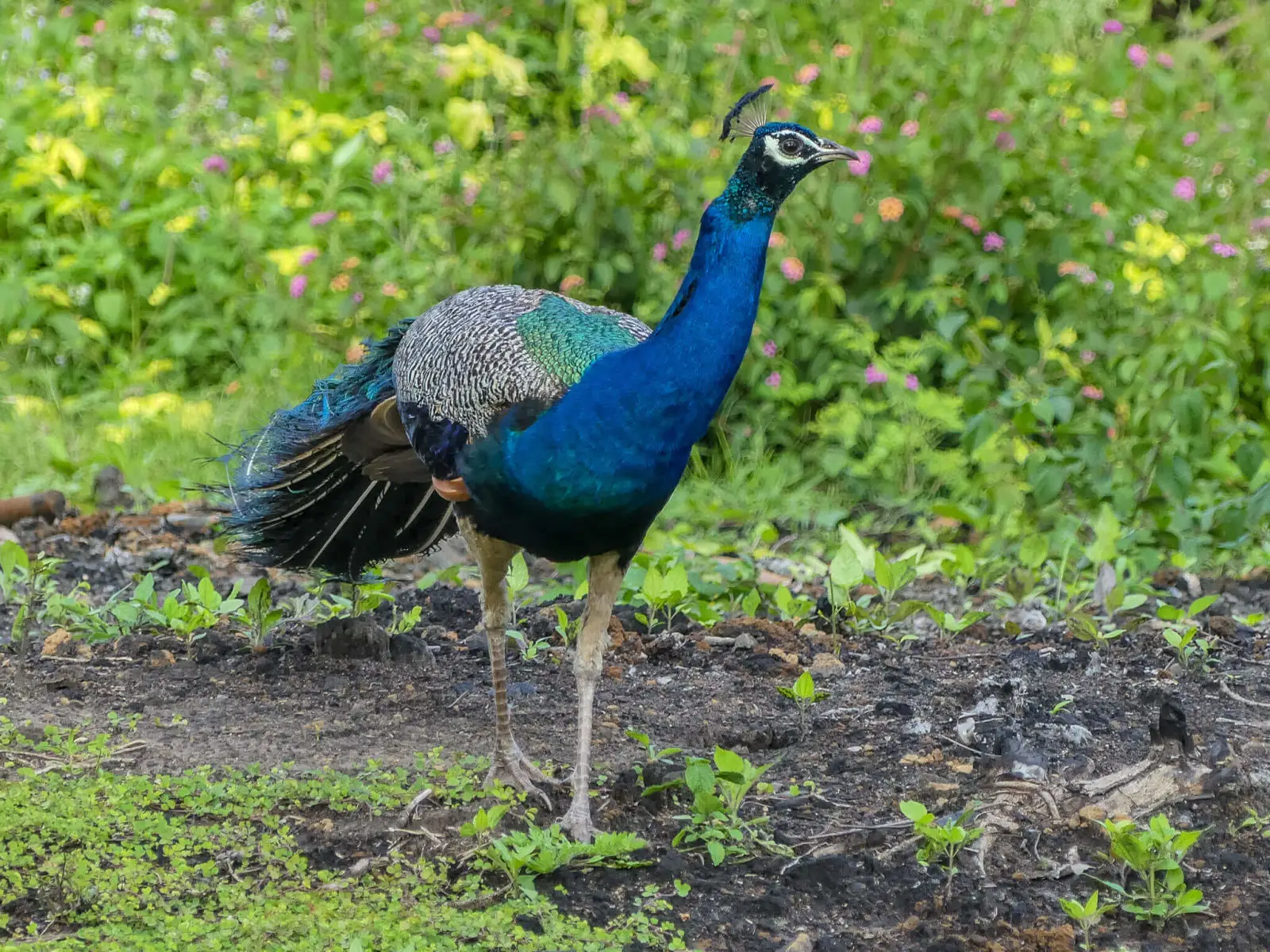 Indian-Peafowl 04