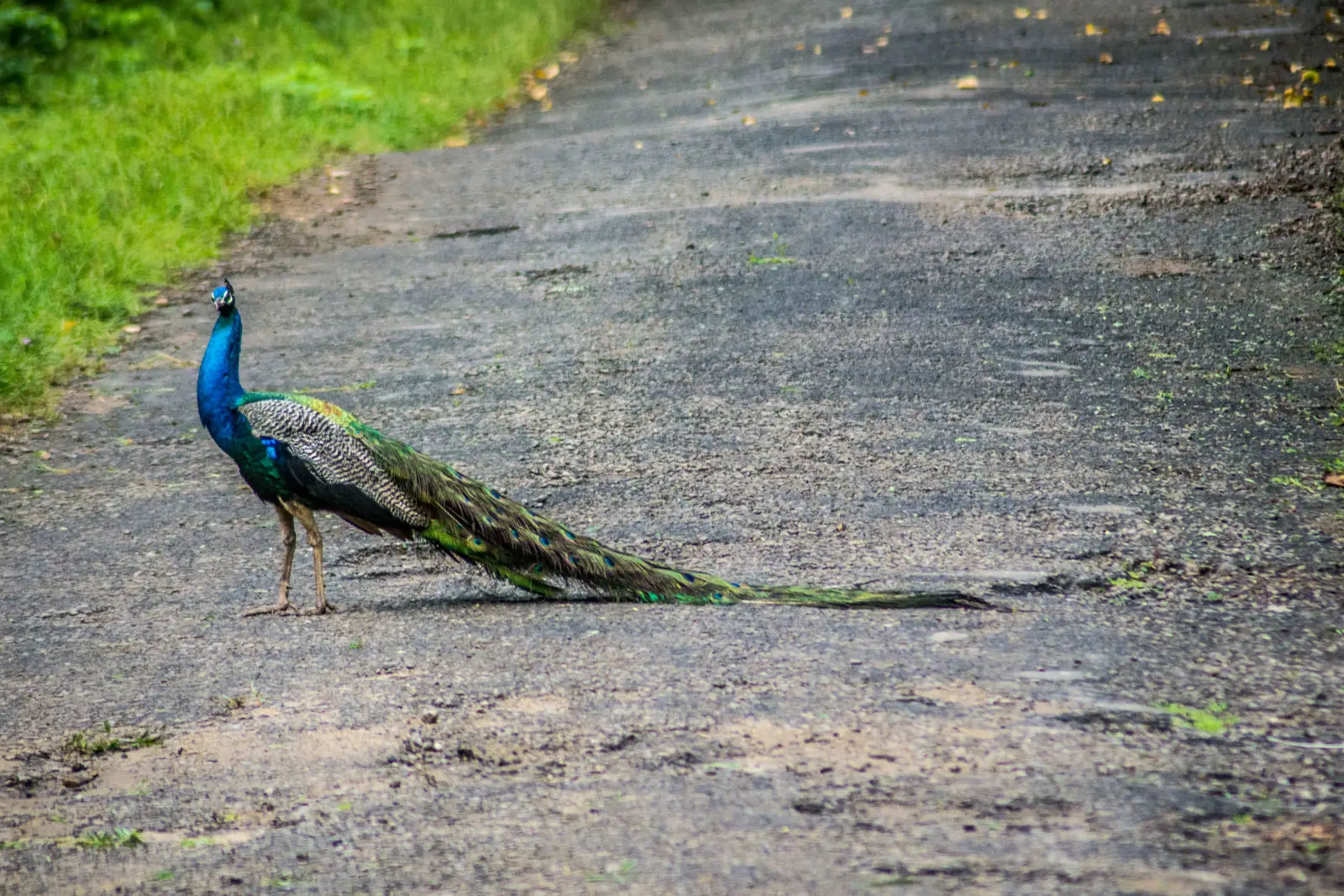 Indian-Peafowl 05