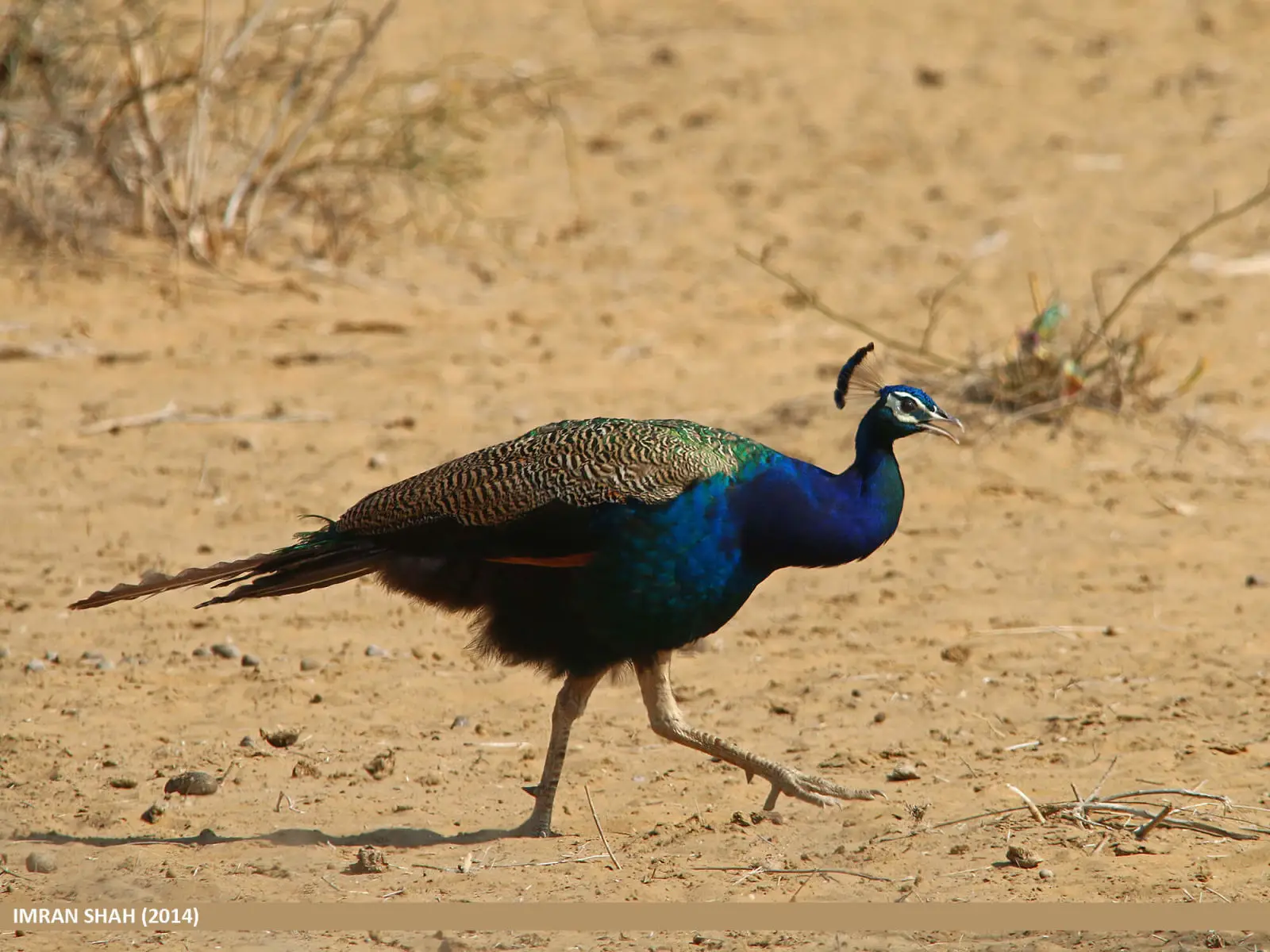 Indian-Peafowl 06