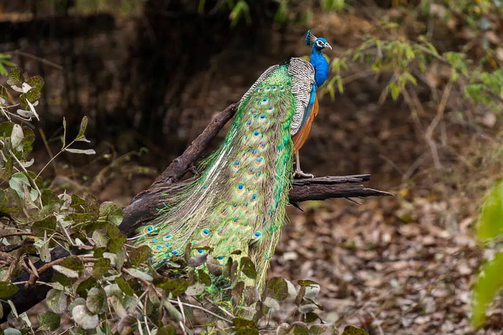 Indian-Peafowl 07