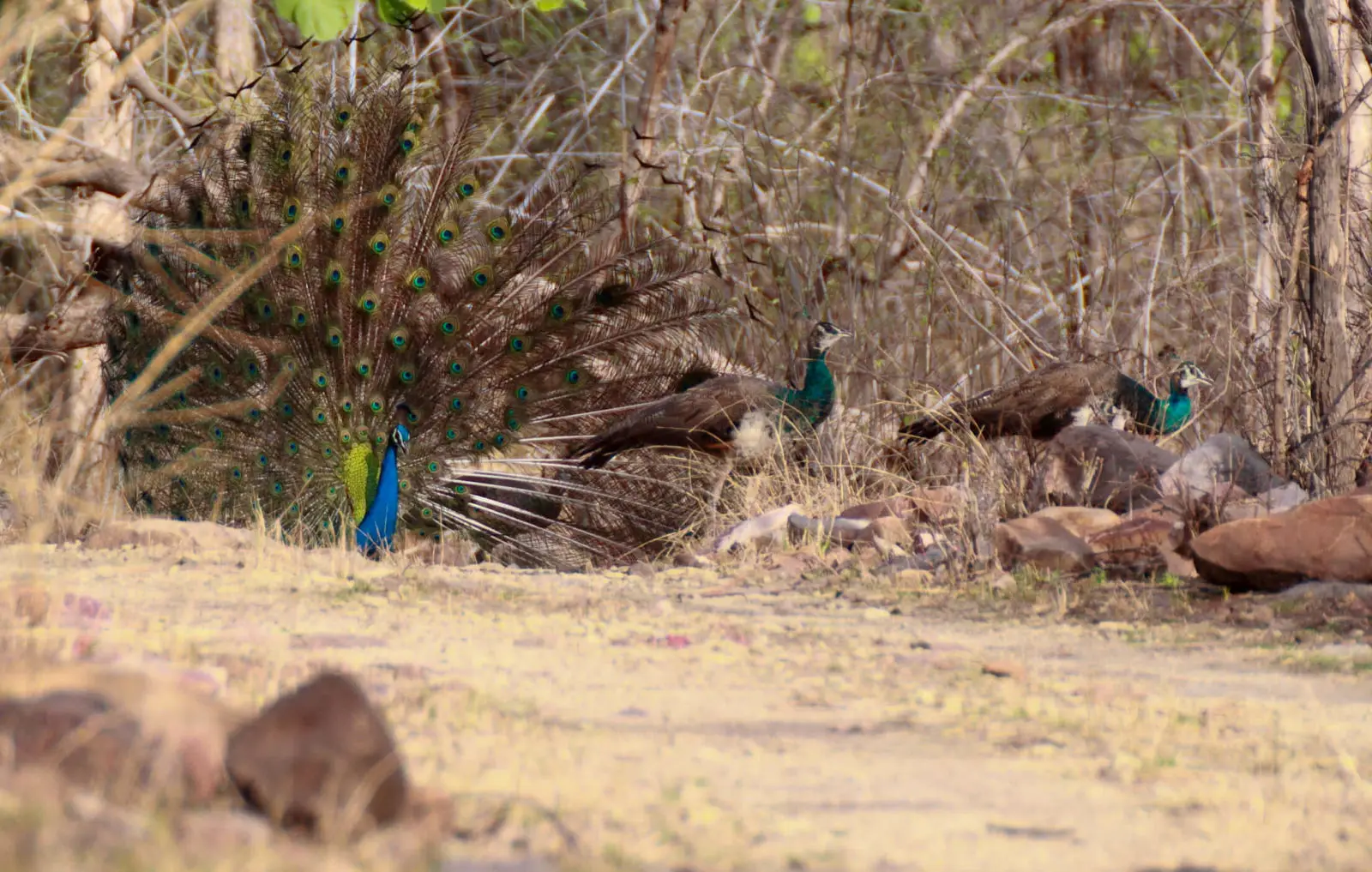 Indian-Peafowl 08