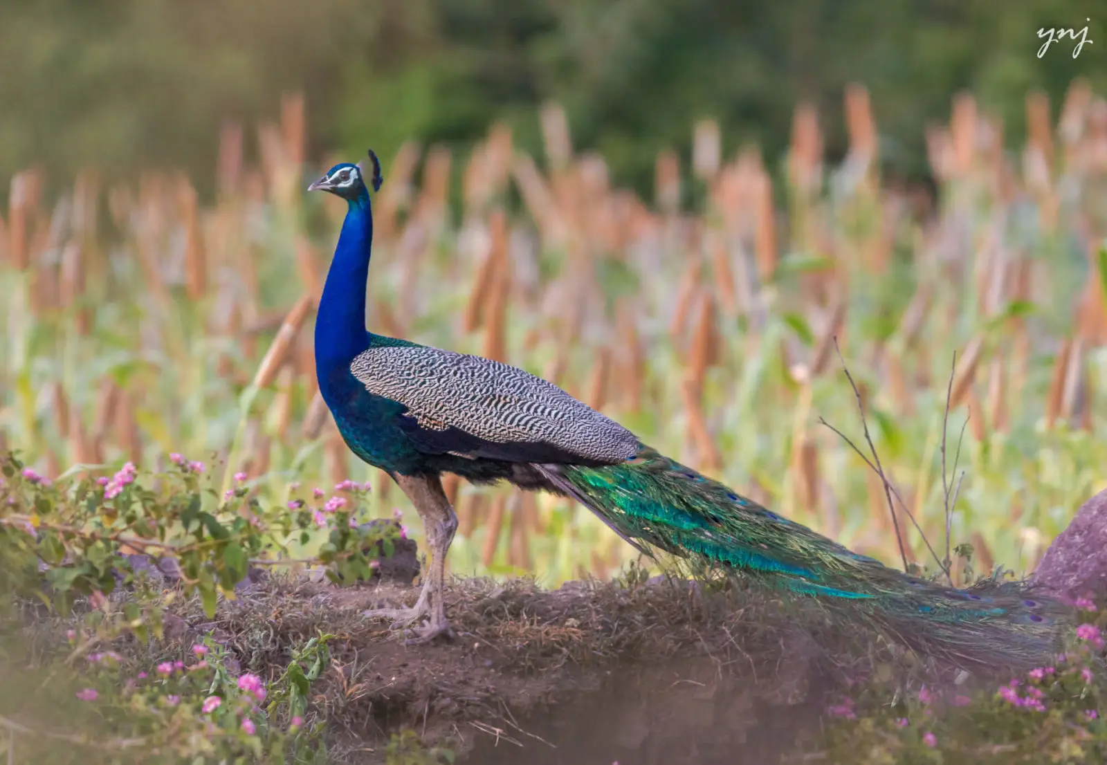 Indian-Peafowl 09