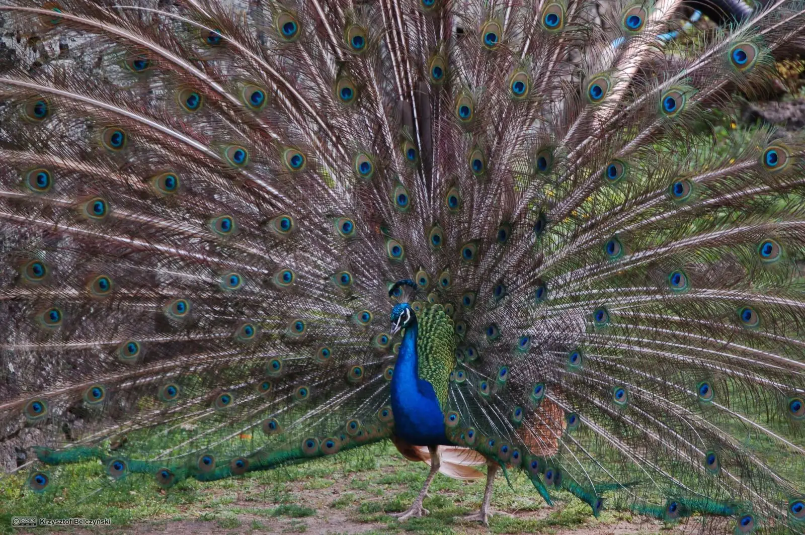Indian-Peafowl 10