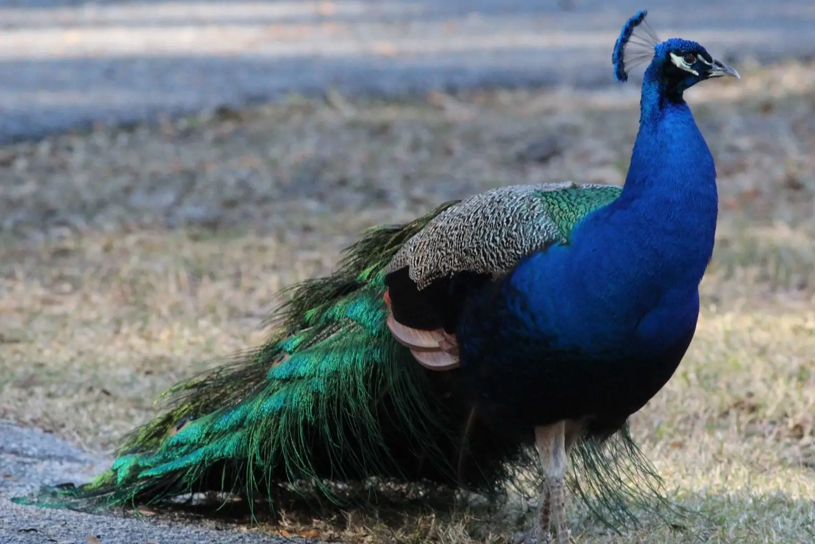 Indian-Peafowl 12
