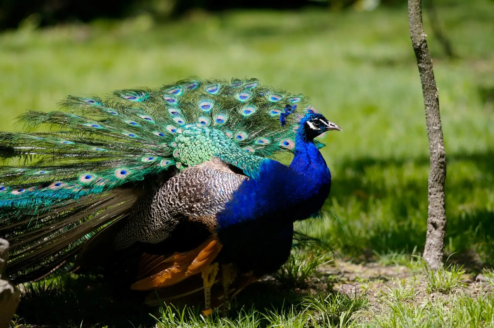 Indian-Peafowl 13