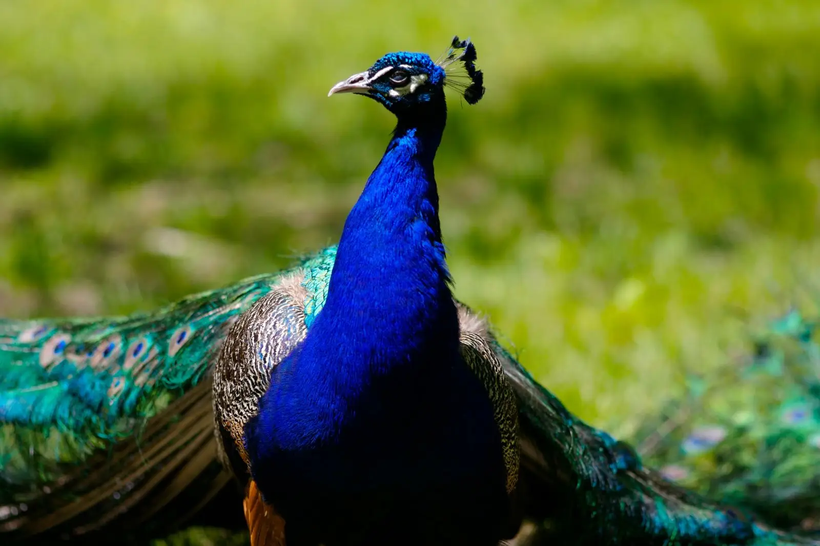 Indian-Peafowl 14