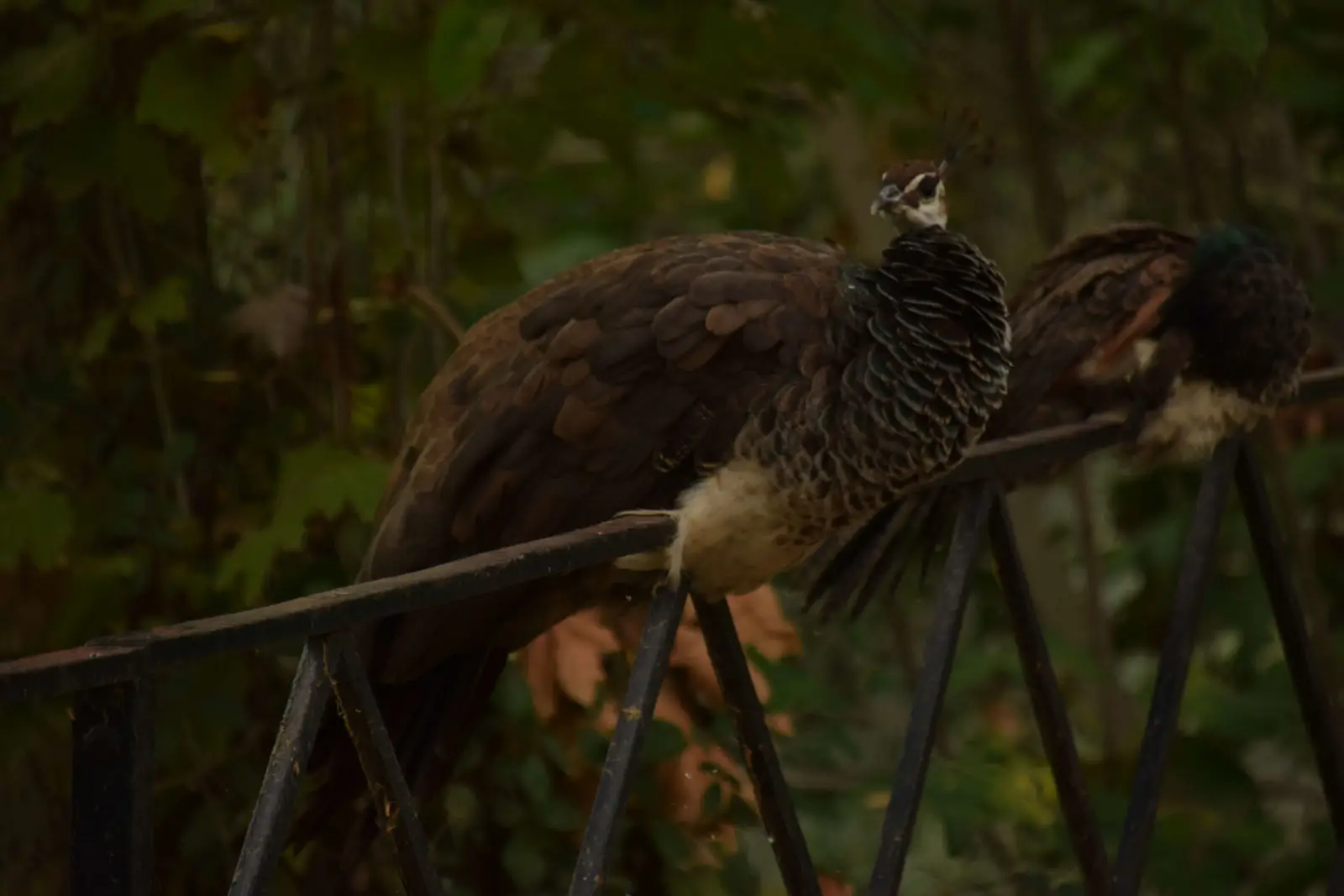 Indian-Peafowl 15