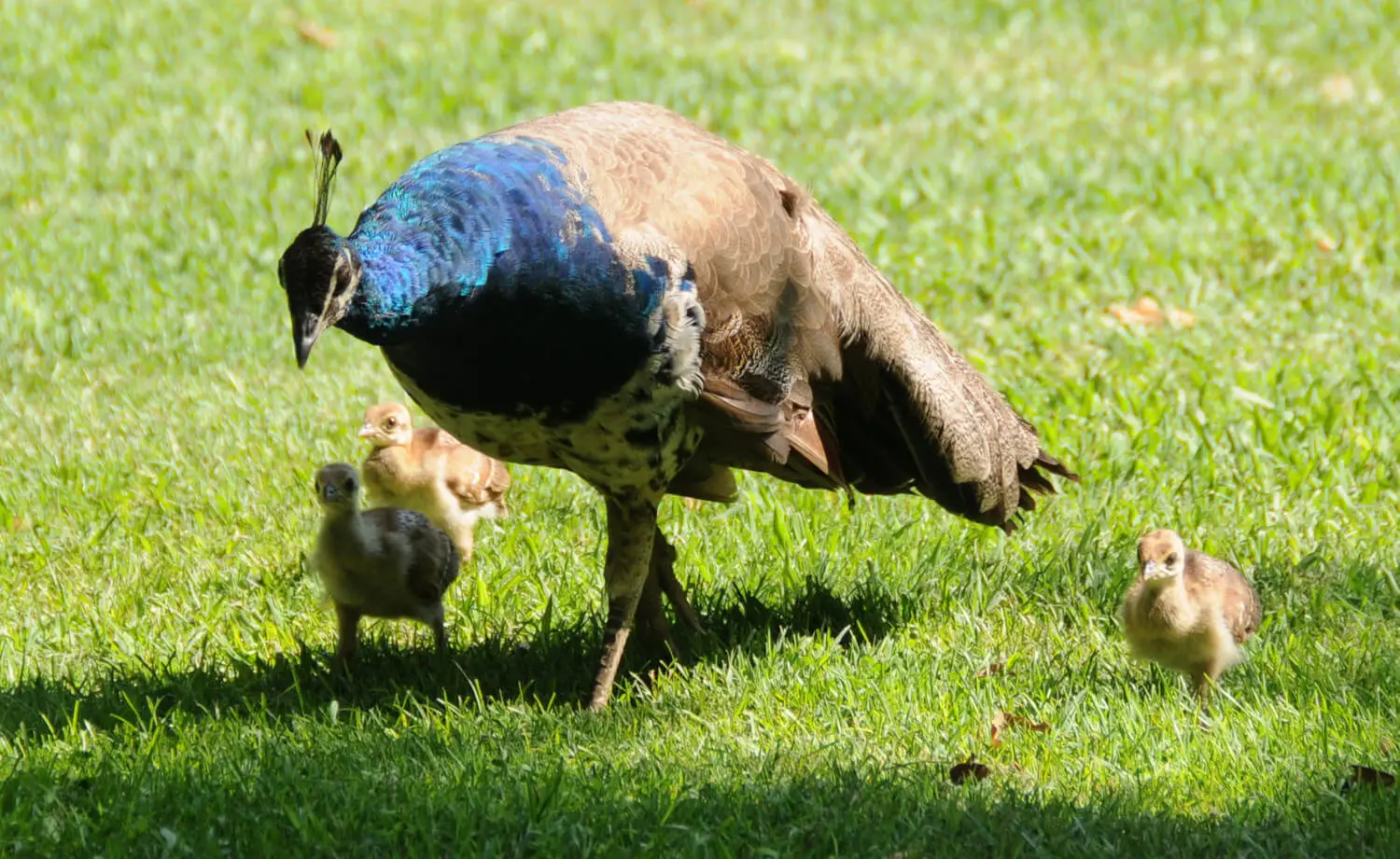 Indian-Peafowl 16