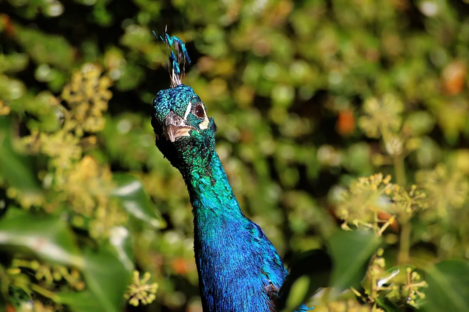 Indian-Peafowl 17