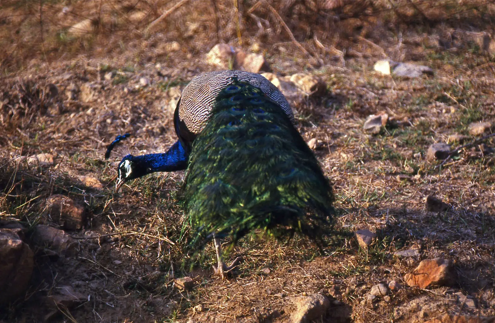 Indian-Peafowl 18
