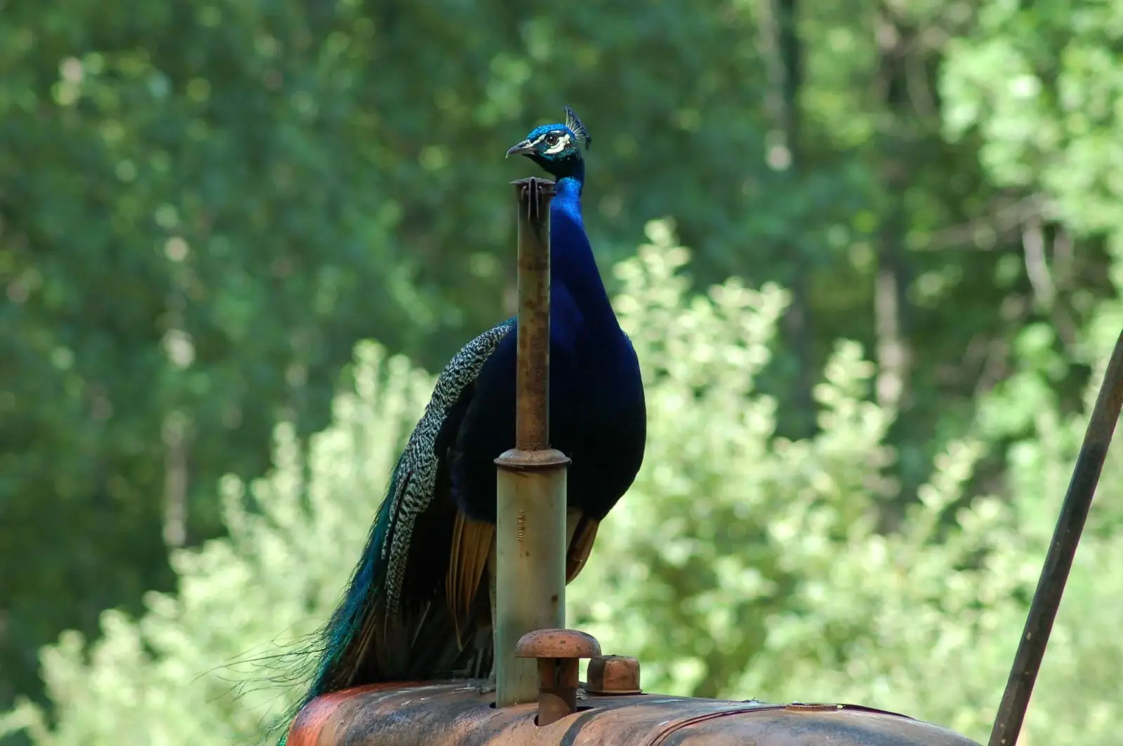 Indian-Peafowl 19