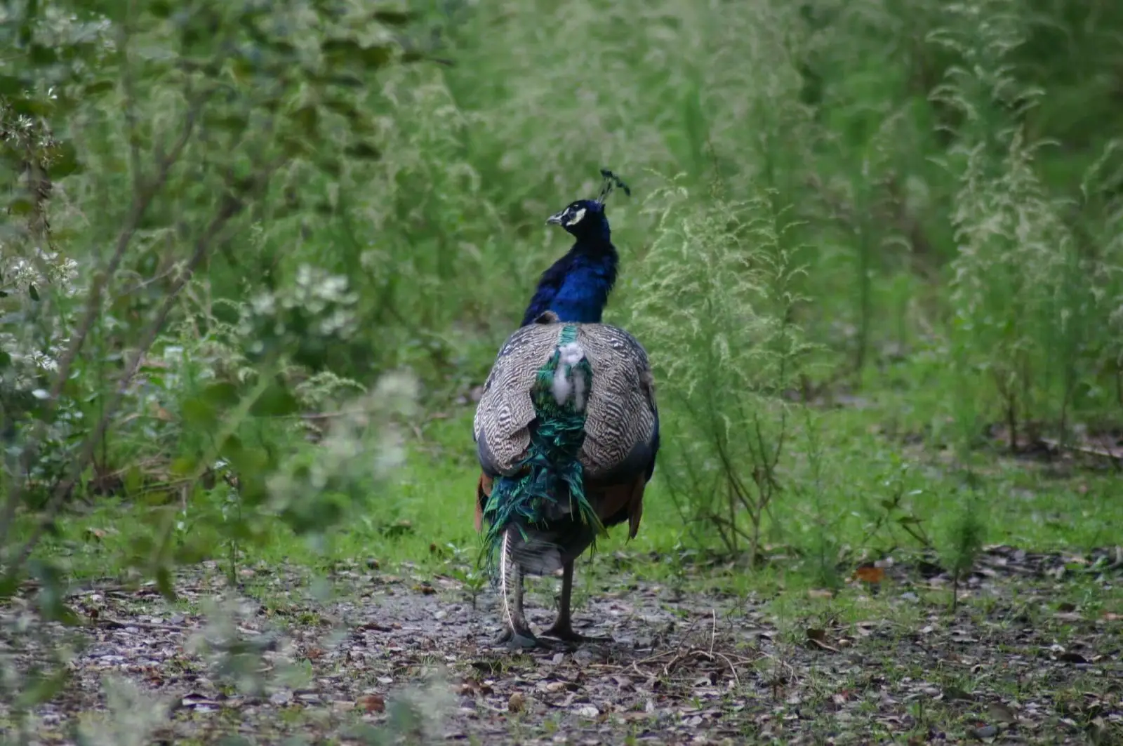 Indian-Peafowl 20