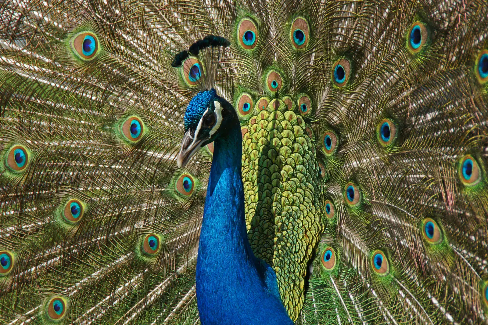 Indian-Peafowl 21