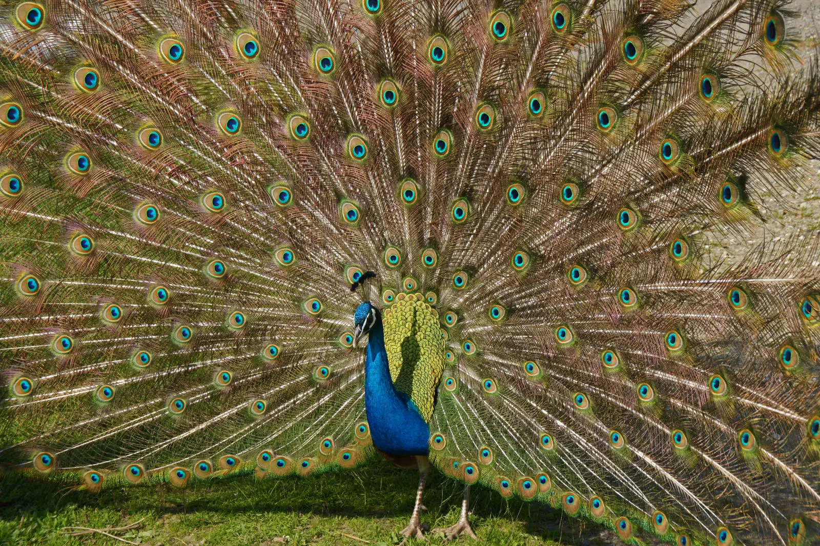 Indian-Peafowl 22