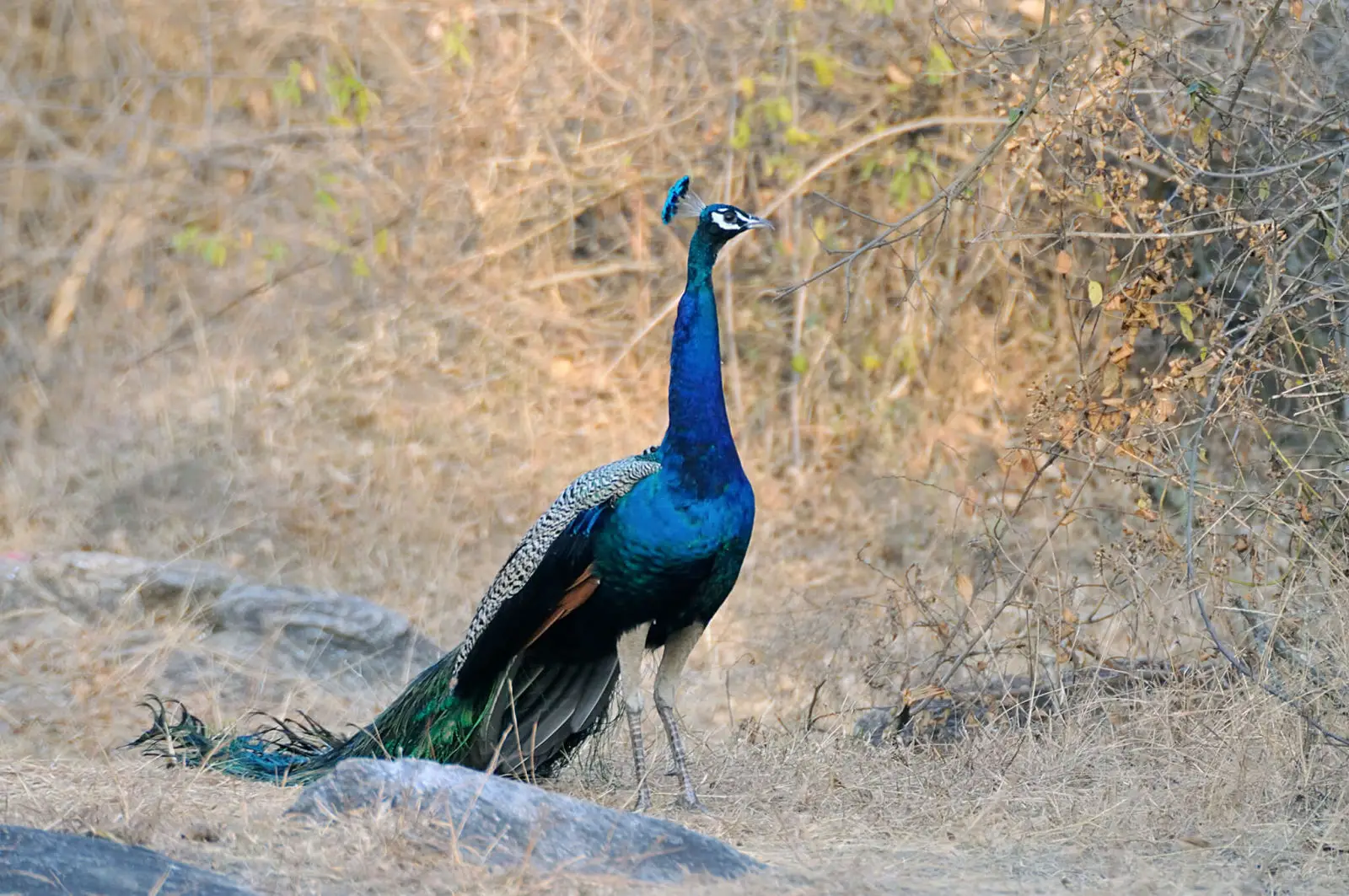 Indian-Peafowl 23