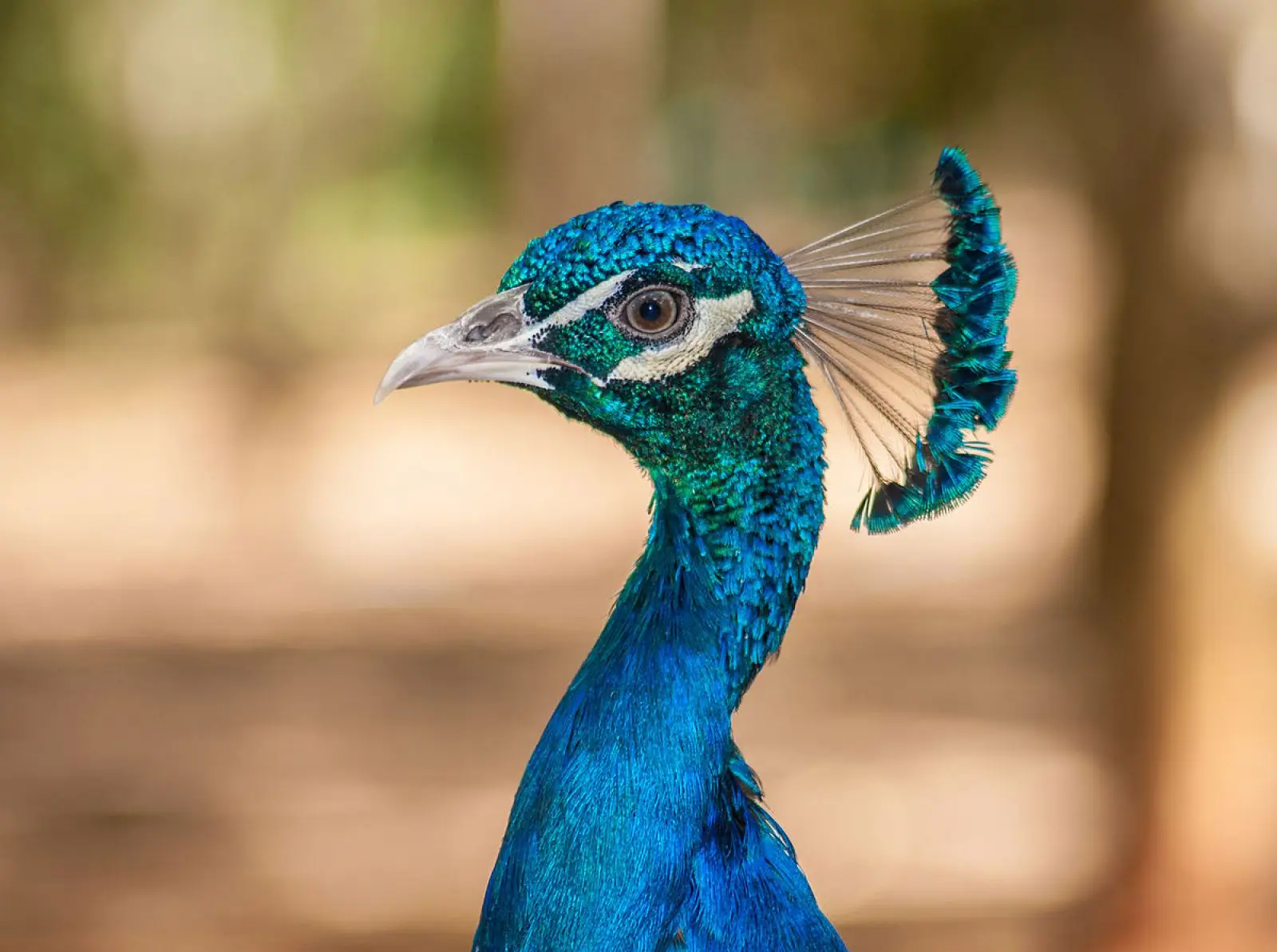 Indian-Peafowl 24