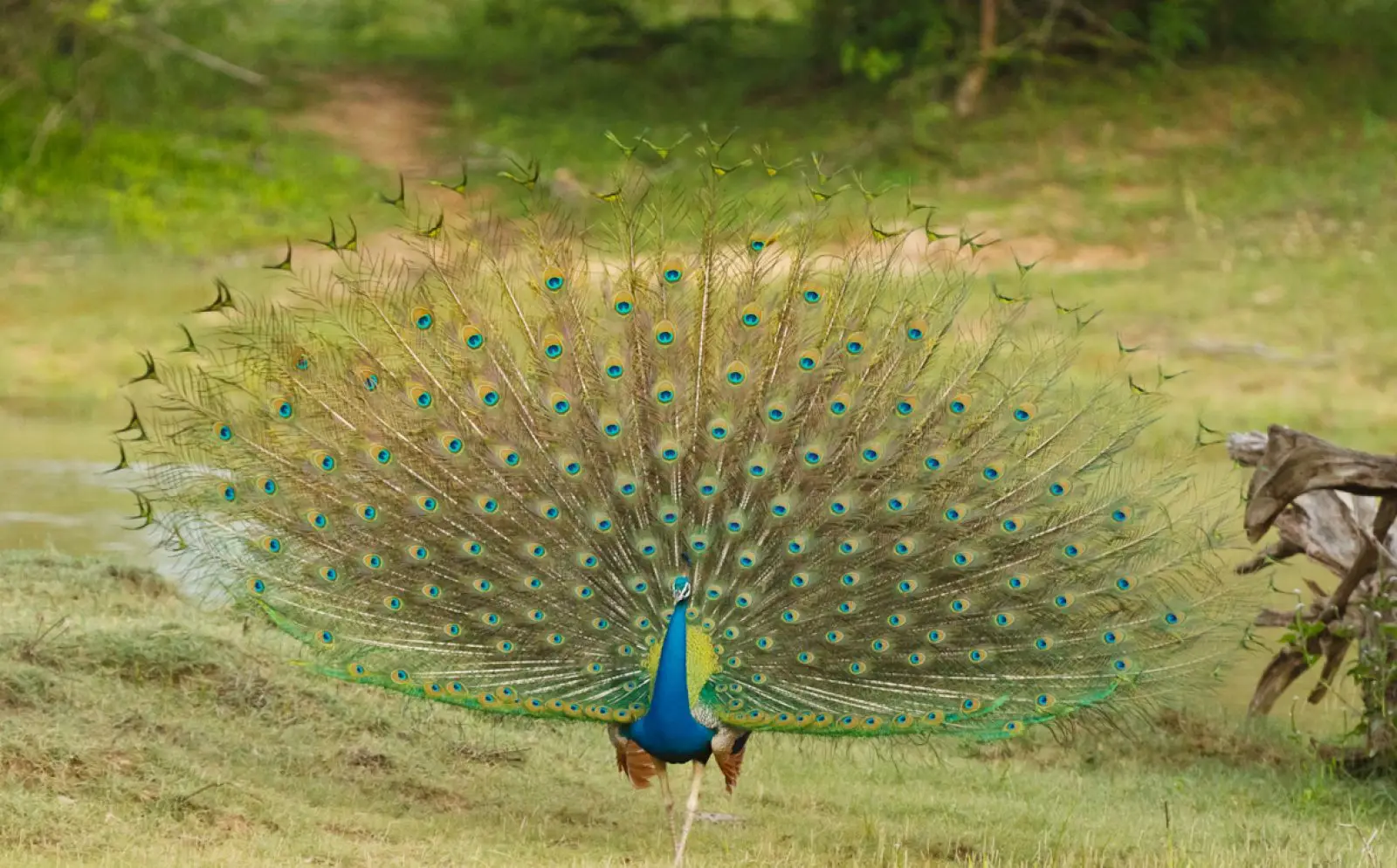 Indian-Peafowl 25