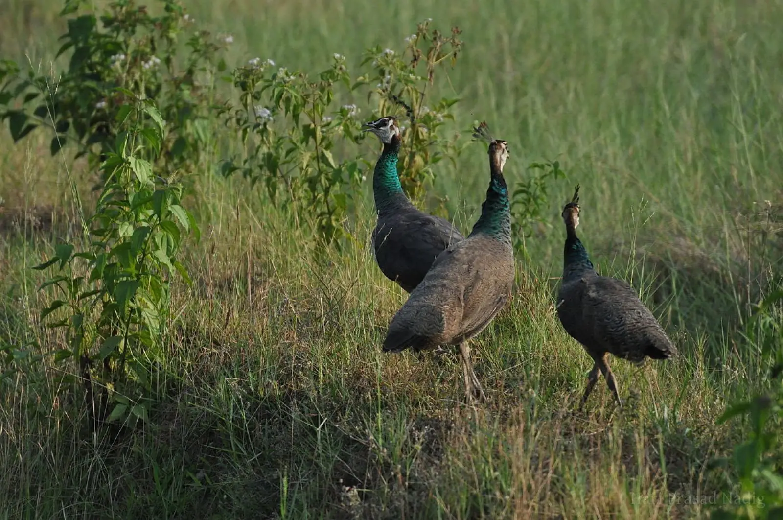 Indian-Peafowl 26