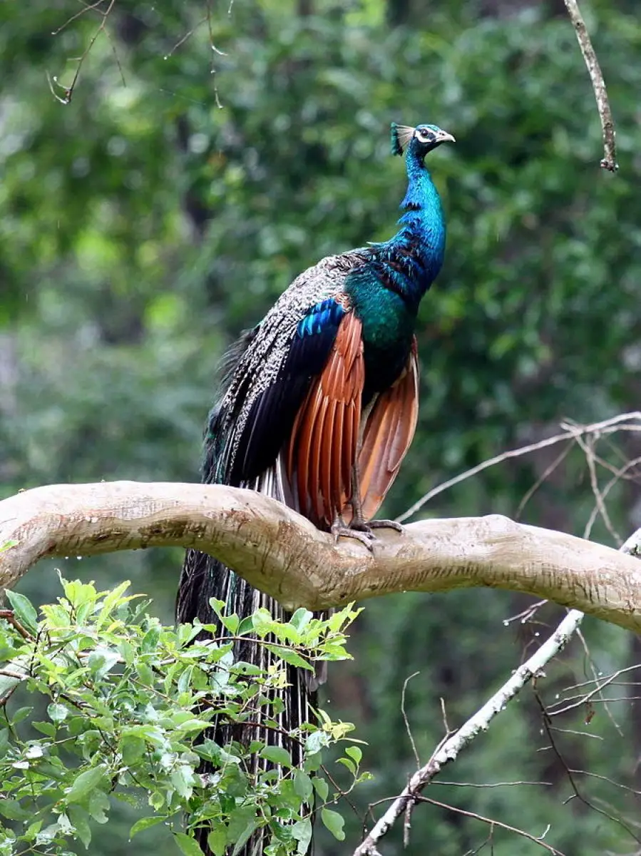 Indian-Peafowl 27