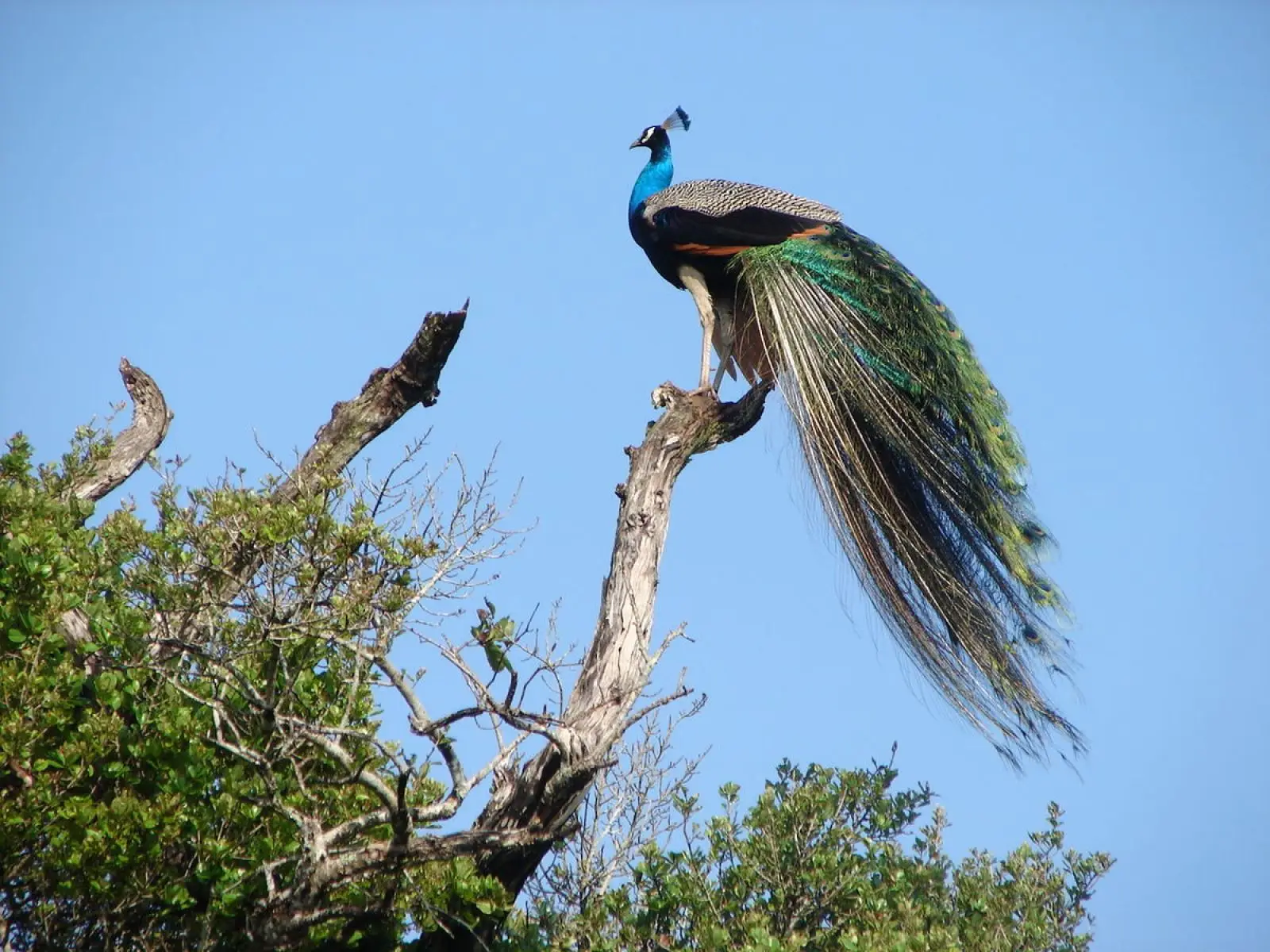 Indian-Peafowl 28