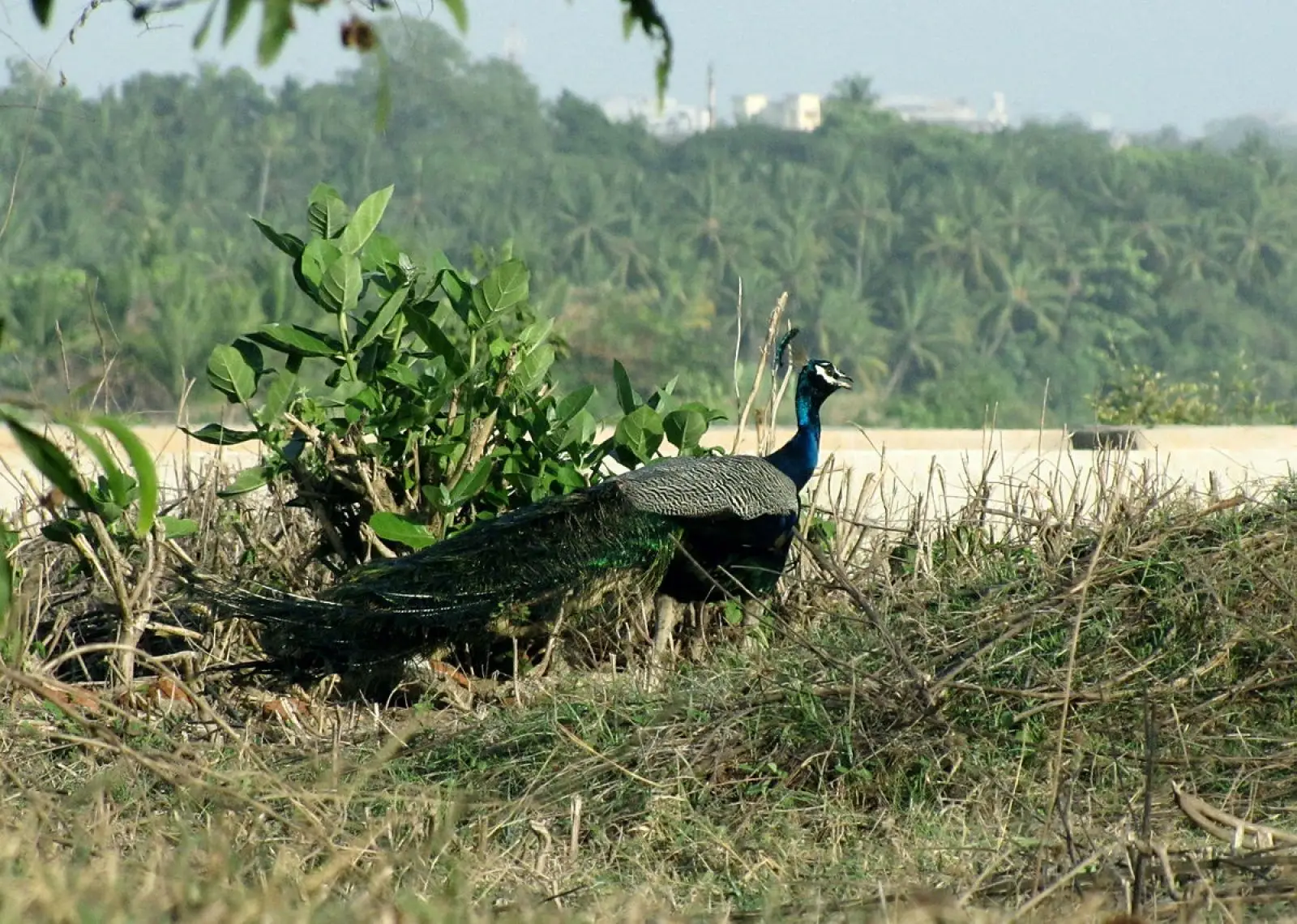 Indian-Peafowl 29