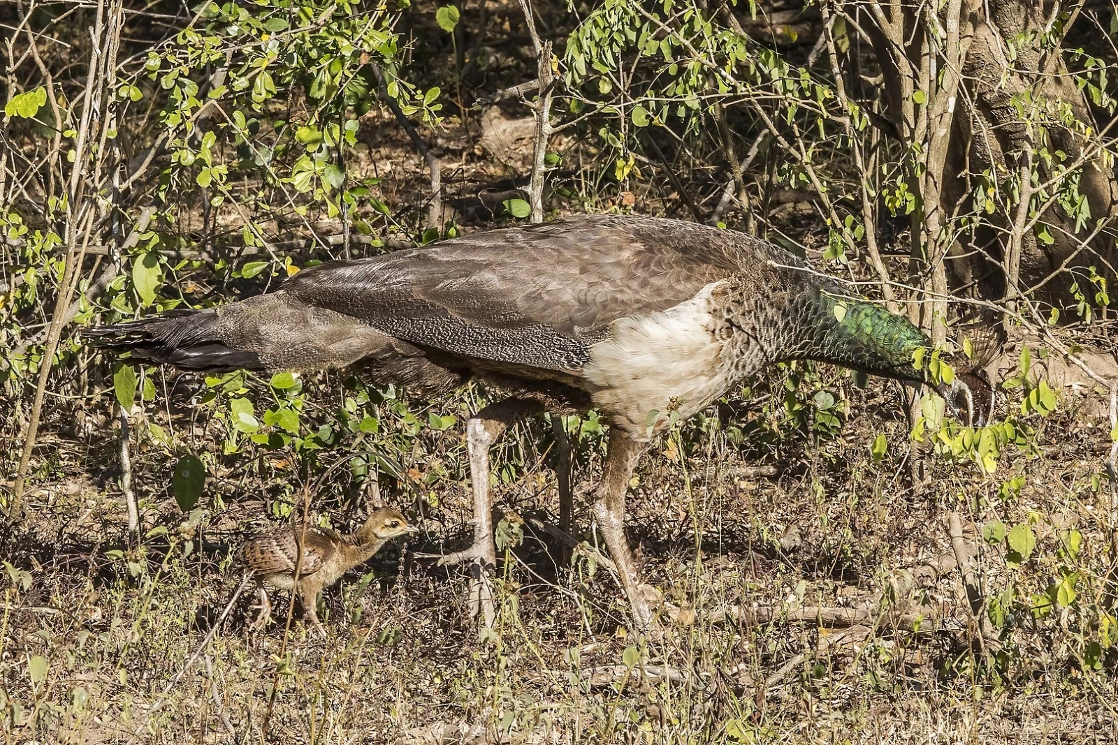 Indian-Peafowl 30