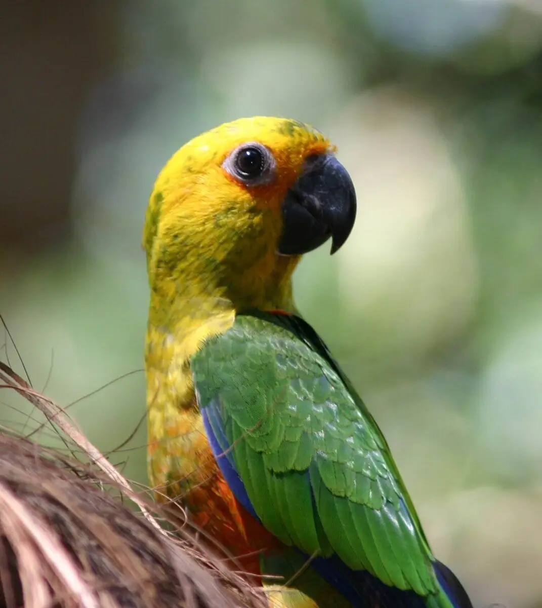 Jandaya-Parakeet 02