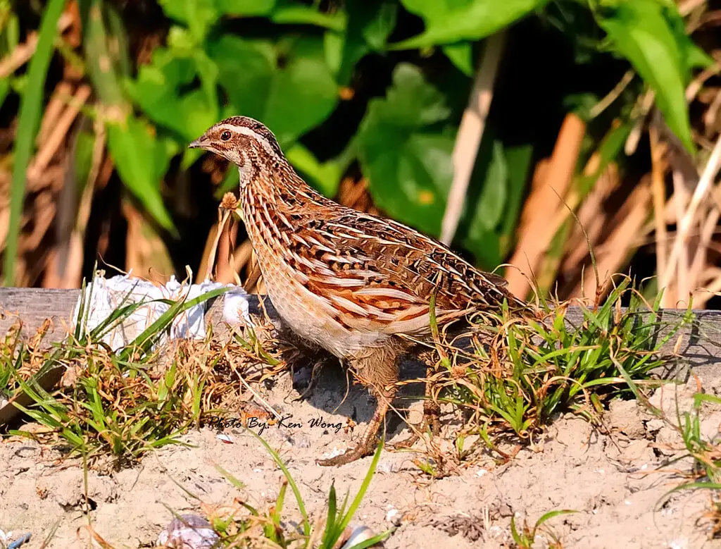 Japanese-Quail 01