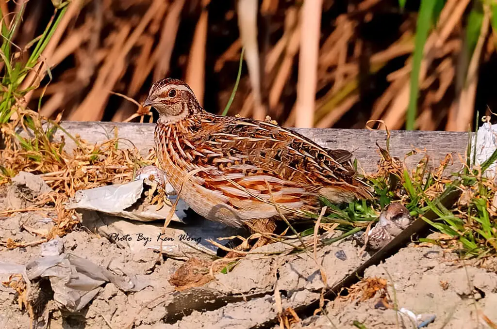 Japanese-Quail 02