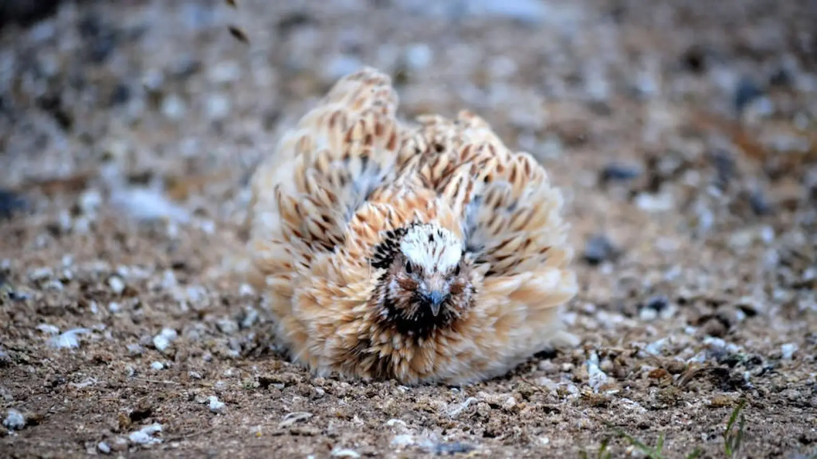 Japanese-Quail 03