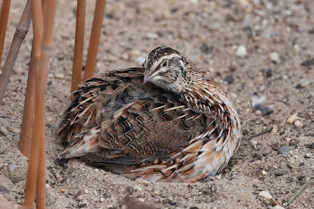 Japanese-Quail 04