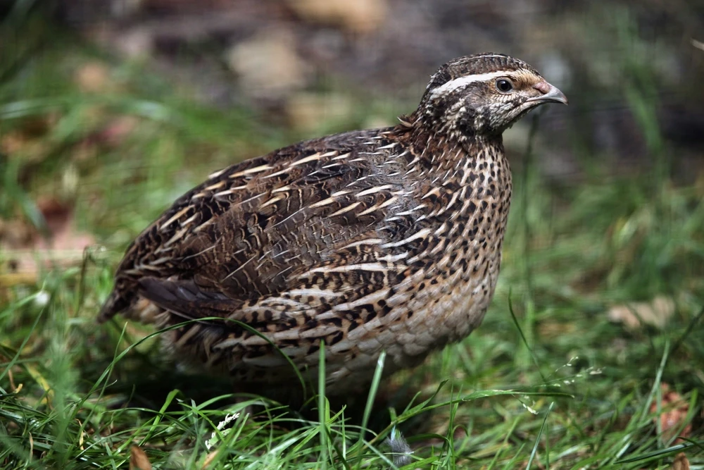 Japanese-Quail 05