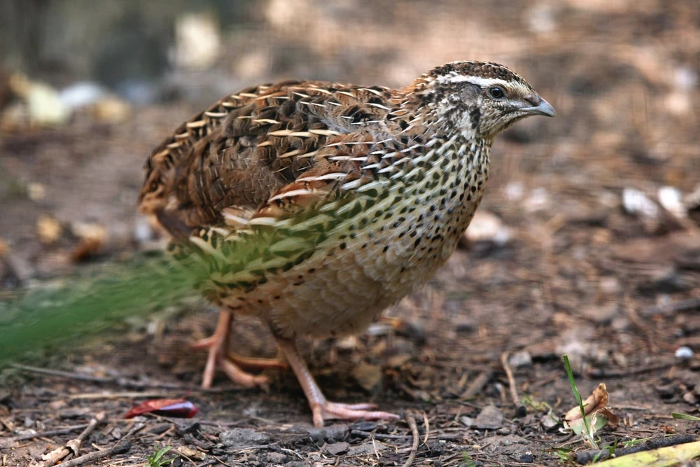 Japanese-Quail 06