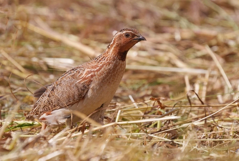 Japanese-Quail 07