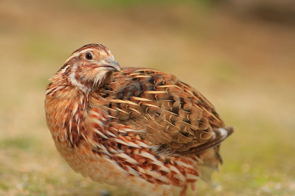 Japanese-Quail 08