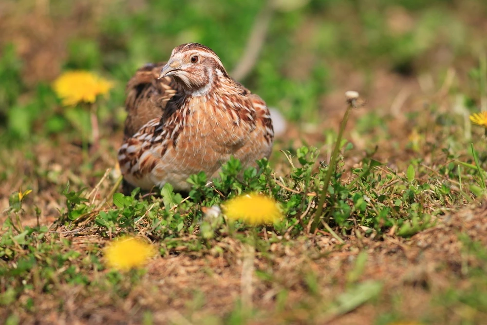 Japanese-Quail 09