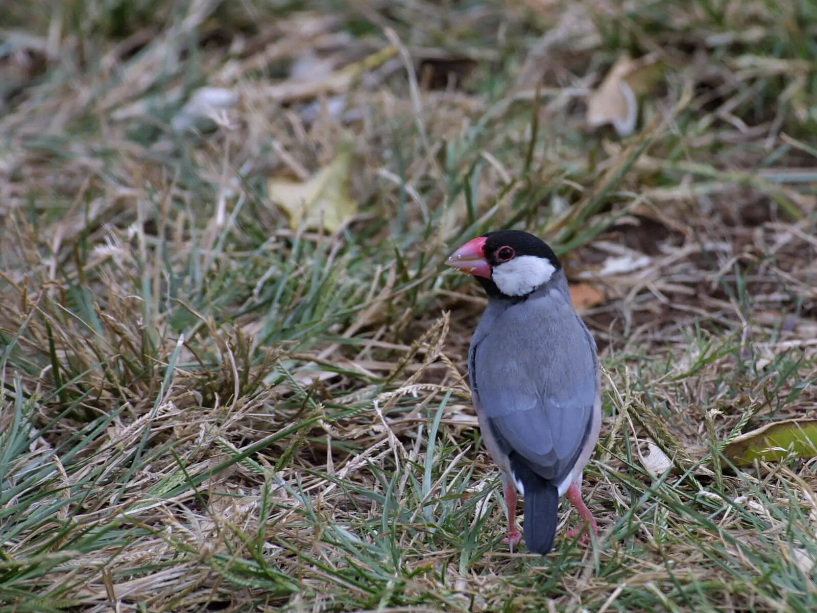 Java-Sparrow 01